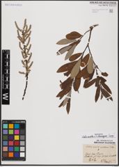 Foto von Salix aurita L. x Salix eleagnos Scop.